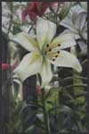 Lily - oil on canvas| 27 cm x 41 cm |  2008